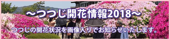 ツツジ開花情報
